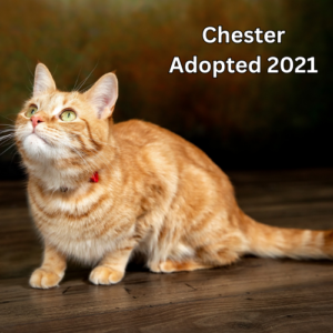 Benji Adopted 2022 (2)