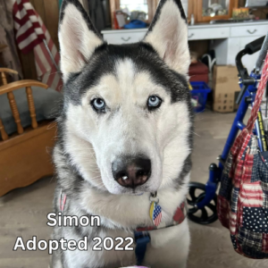 Benji Adopted 2022